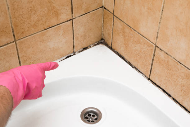 Best Attic Mold Removal  in Arden On The Severn, MD